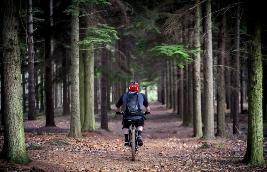 Fahrradfahrer im Nadelwald