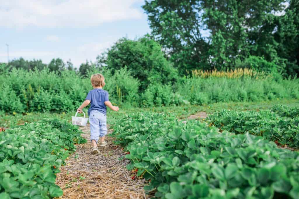 Kind sammelt Erdbeeren auf dem Bauernhof
