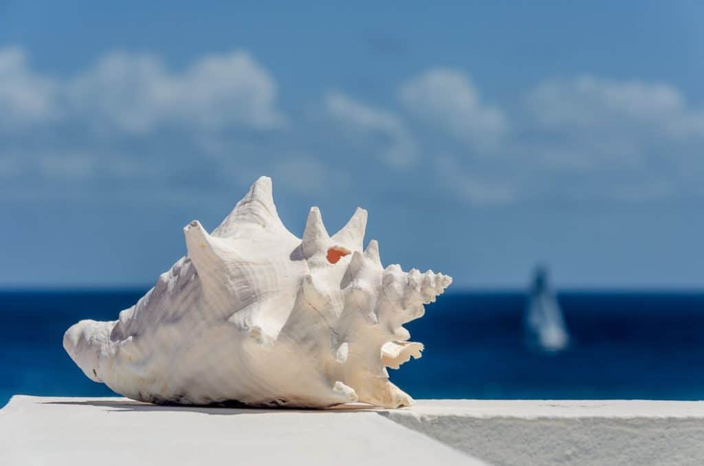 Nachhaltige Souvernirs weiße Muschel auf Mauer mit Meer im Hintergrund