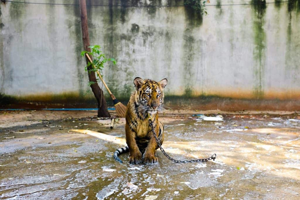 Tiger in Gefangenschaft