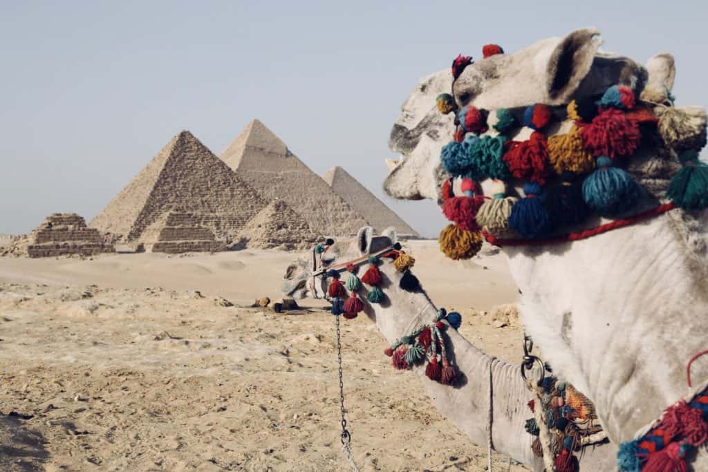 Buntgeschmückte Kamele mit Wüste und Pyramiden im Hintergrund