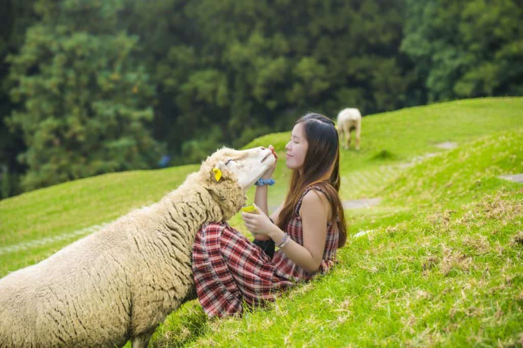 Junge Frau sitzt auf Wiese und streichelt Schaf